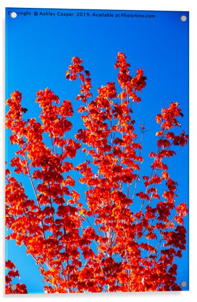 Fall colours in Lee Vining, Mono Lake California,  Acrylic by Ashley Cooper