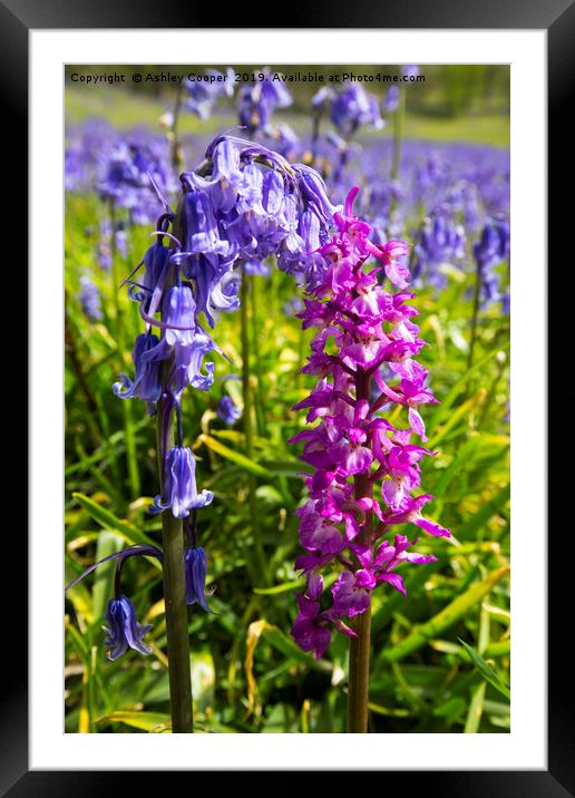 Bluebells and an Early Purple Orchid  Framed Mounted Print by Ashley Cooper