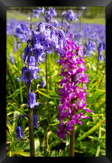 Bluebells and an Early Purple Orchid  Framed Print by Ashley Cooper