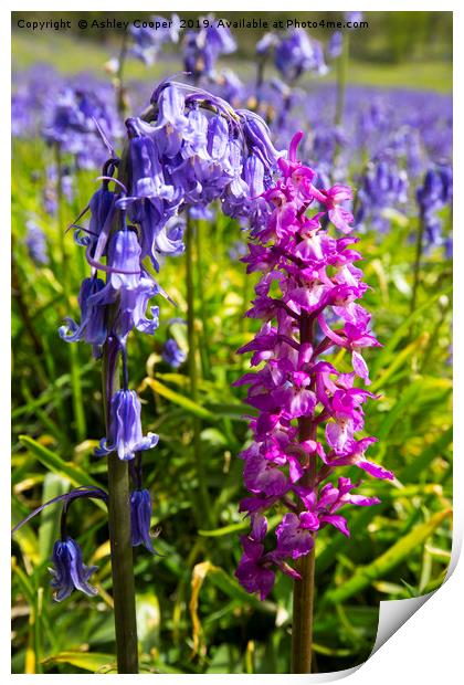 Bluebells and an Early Purple Orchid  Print by Ashley Cooper
