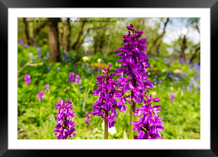 Orchids. Framed Mounted Print by Ashley Cooper