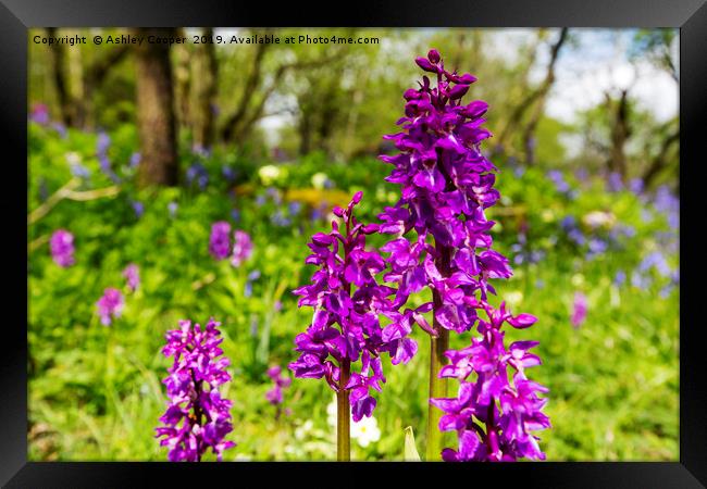Orchids. Framed Print by Ashley Cooper
