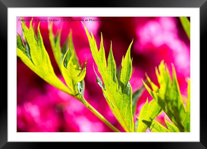 Green glory. Framed Mounted Print by Ashley Cooper