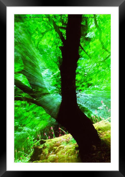 Mystical woodland in the Lake District, UK. Framed Mounted Print by Ashley Cooper