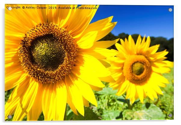 Sunflowers being grown in Letheringsett in Norfolk Acrylic by Ashley Cooper