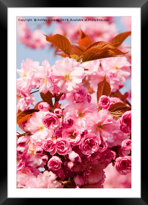 Cherry blossom. Framed Mounted Print by Ashley Cooper