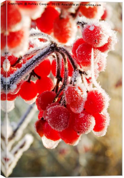 Hoare frost on Rowan berries UK. Canvas Print by Ashley Cooper
