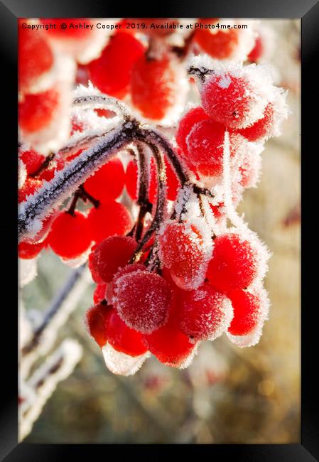 Hoare frost on Rowan berries UK. Framed Print by Ashley Cooper