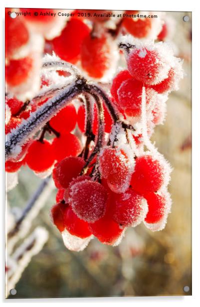 Hoare frost on Rowan berries UK. Acrylic by Ashley Cooper