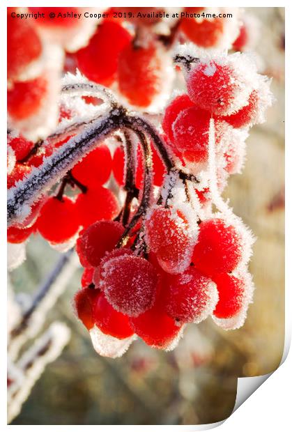 Hoare frost on Rowan berries UK. Print by Ashley Cooper
