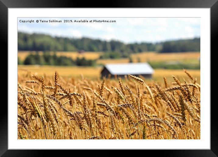 Ripening Wheat in August Framed Mounted Print by Taina Sohlman
