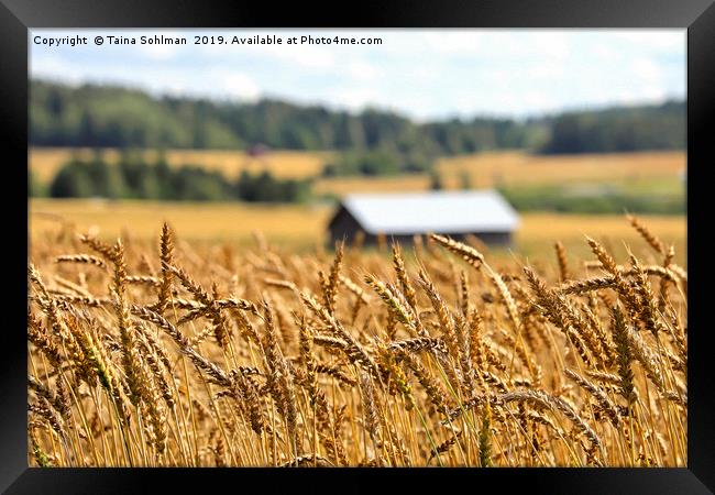 Ripening Wheat in August Framed Print by Taina Sohlman