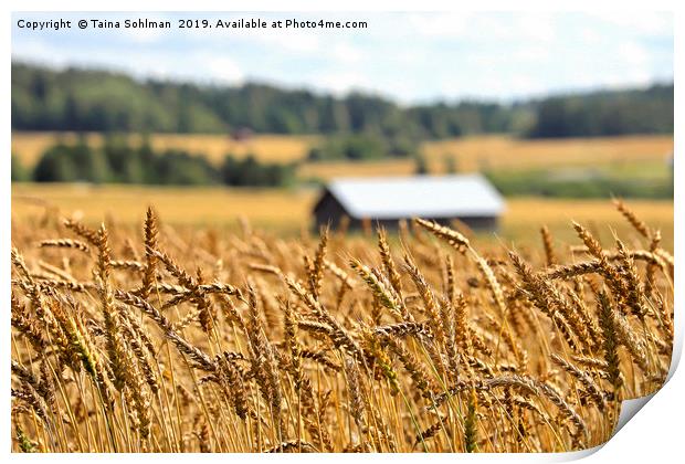 Ripening Wheat in August Print by Taina Sohlman