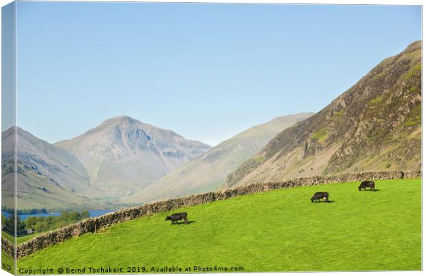 Cows on a pasture, Great Gable, Wastwater, England Canvas Print by Bernd Tschakert