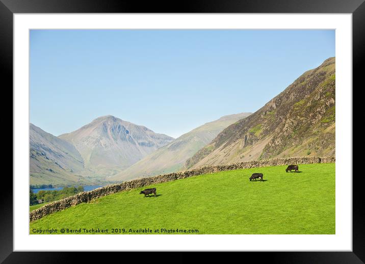 Cows on a pasture, Great Gable, Wastwater, England Framed Mounted Print by Bernd Tschakert