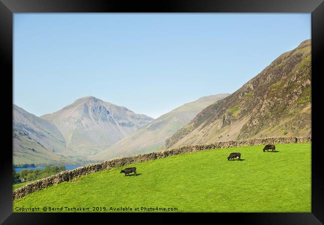 Cows on a pasture, Great Gable, Wastwater, England Framed Print by Bernd Tschakert