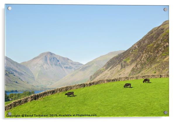 Cows on a pasture, Great Gable, Wastwater, England Acrylic by Bernd Tschakert