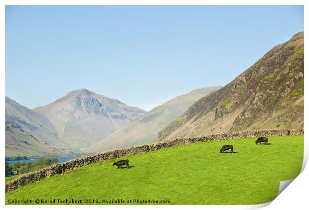 Cows on a pasture, Great Gable, Wastwater, England Print by Bernd Tschakert