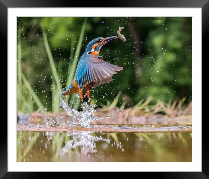 Successful catch. Framed Mounted Print by Ian Taylor