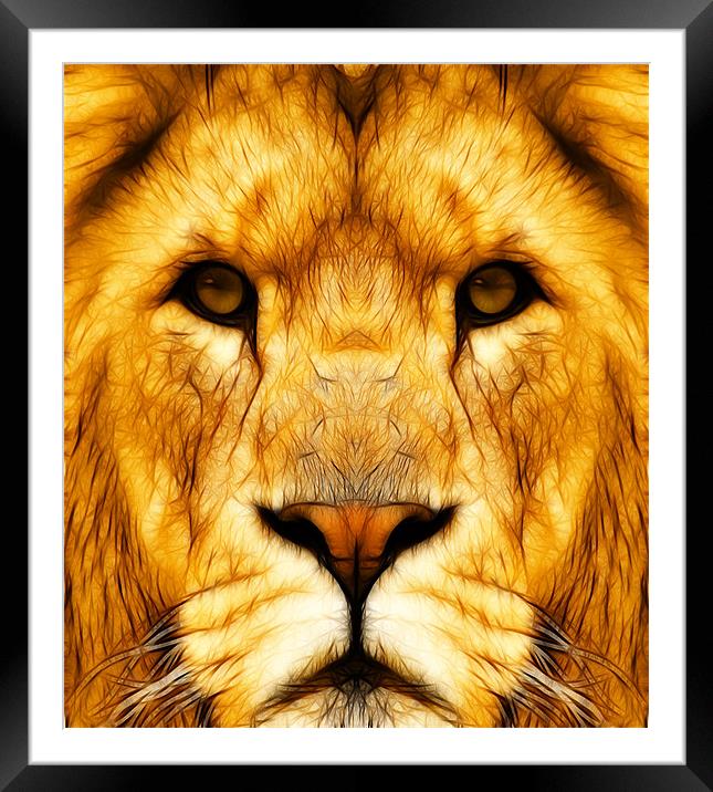 Into the Lions den Framed Mounted Print by Steven Shea