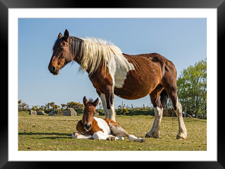 Stay Close. Framed Mounted Print by Ian Taylor