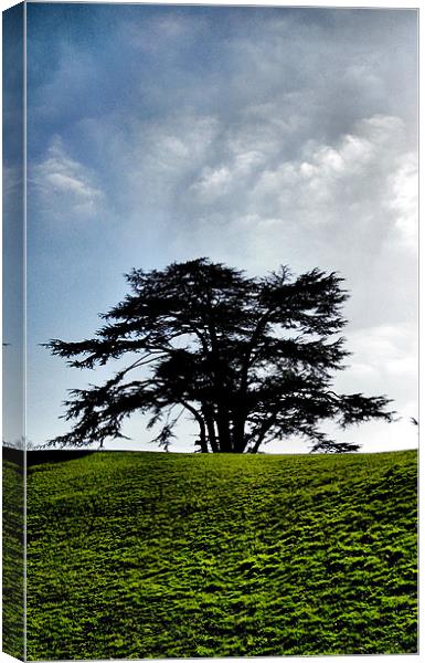 the tree Canvas Print by Heather Newton