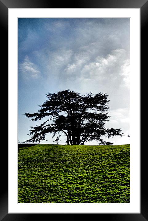 the tree Framed Mounted Print by Heather Newton