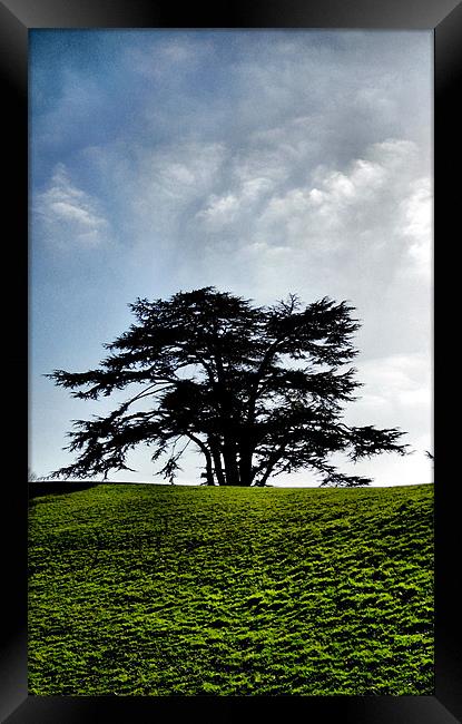 the tree Framed Print by Heather Newton
