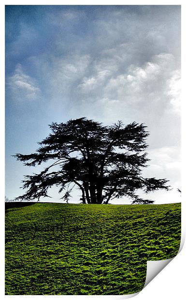 the tree Print by Heather Newton