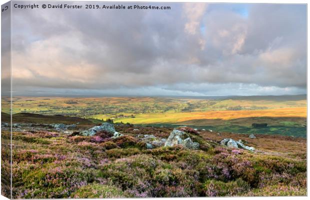 North Pennine Light, Teesdale, County Durham, UK. Canvas Print by David Forster