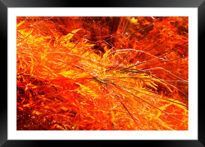 Autumn orange. Framed Mounted Print by Ashley Cooper