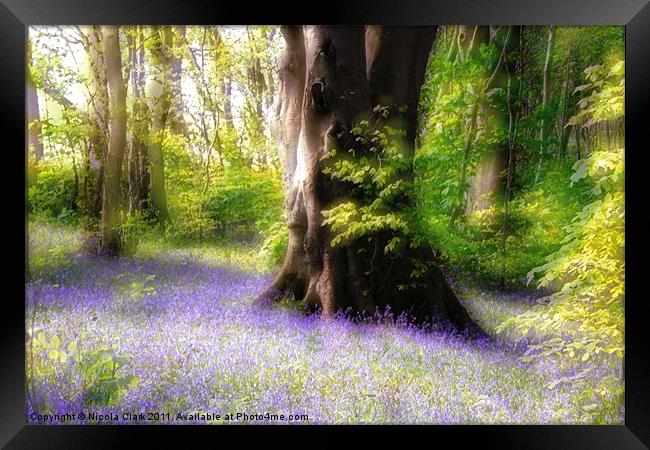 Enchanted Bluebell Woods Framed Print by Nicola Clark
