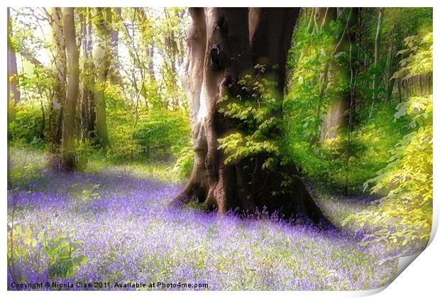 Enchanted Bluebell Woods Print by Nicola Clark