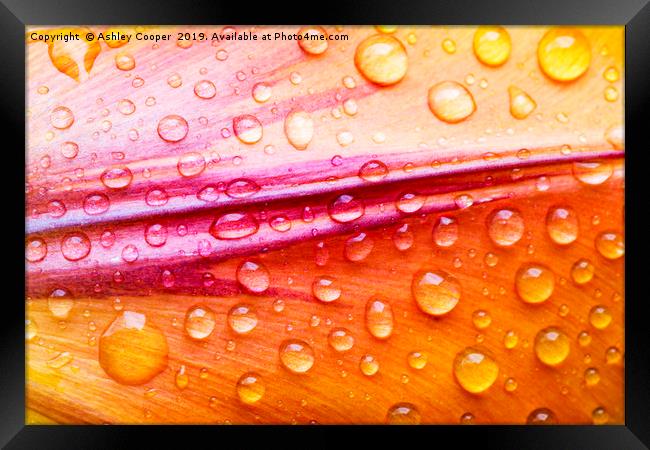 Petal rain. Framed Print by Ashley Cooper