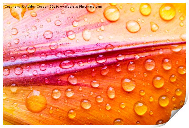 Petal rain. Print by Ashley Cooper