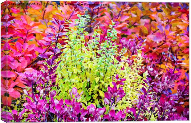 Foliage colours. Canvas Print by Ashley Cooper