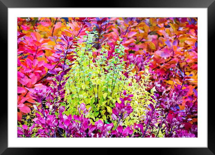 Foliage colours. Framed Mounted Print by Ashley Cooper