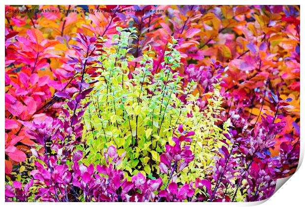 Foliage colours. Print by Ashley Cooper