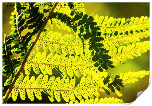 Fern frond. Print by Ashley Cooper
