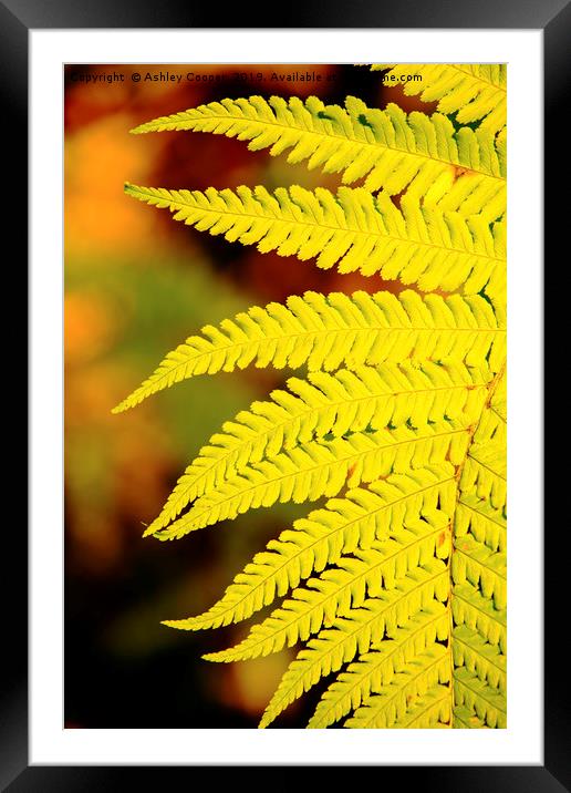 Fern frond portrait. Framed Mounted Print by Ashley Cooper