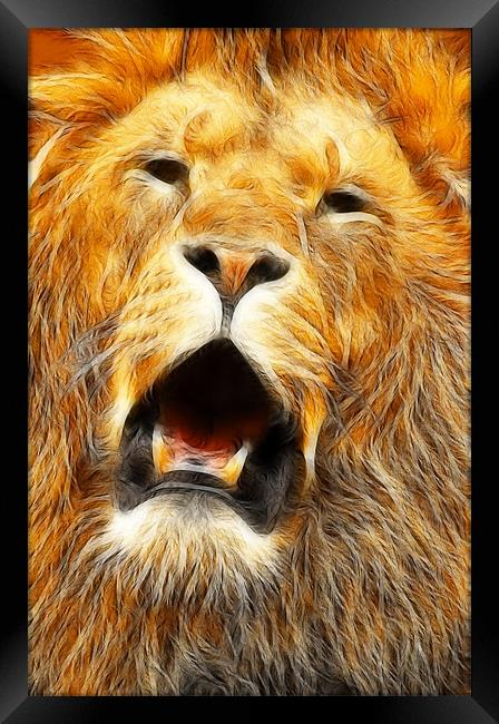 The Lions roar Framed Print by Steven Shea