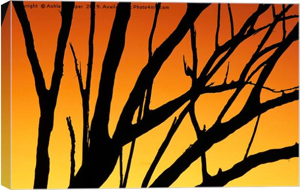 Sunset tree. Canvas Print by Ashley Cooper