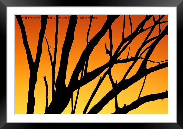 Sunset tree. Framed Mounted Print by Ashley Cooper