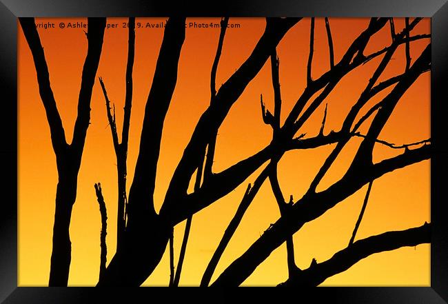 Sunset tree. Framed Print by Ashley Cooper