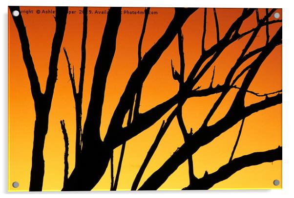Sunset tree. Acrylic by Ashley Cooper