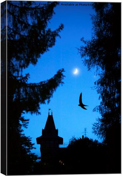 Swift at dusk. Canvas Print by Ashley Cooper
