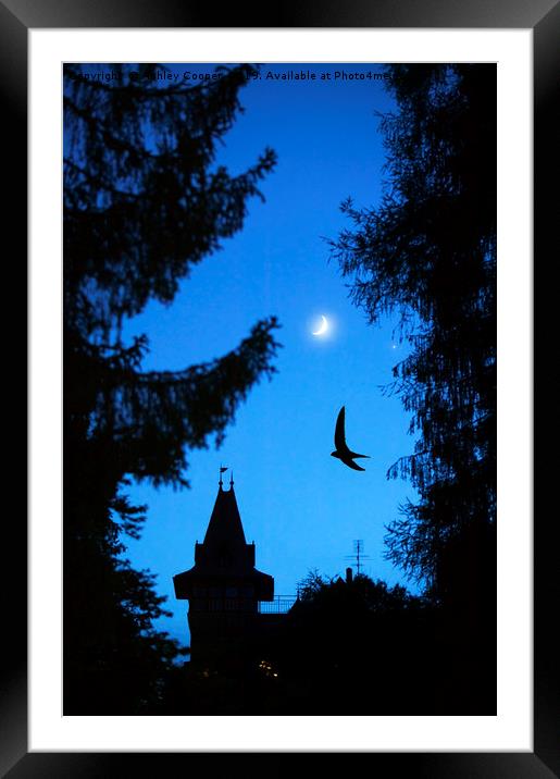 Swift at dusk. Framed Mounted Print by Ashley Cooper