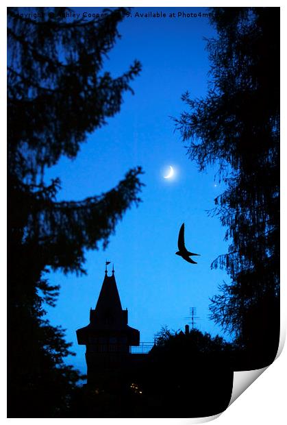 Swift at dusk. Print by Ashley Cooper