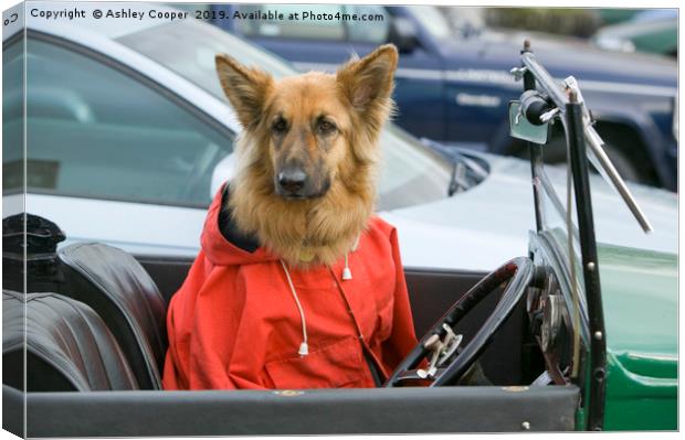 Dog driver. Canvas Print by Ashley Cooper