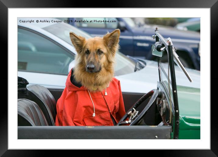 Dog driver. Framed Mounted Print by Ashley Cooper